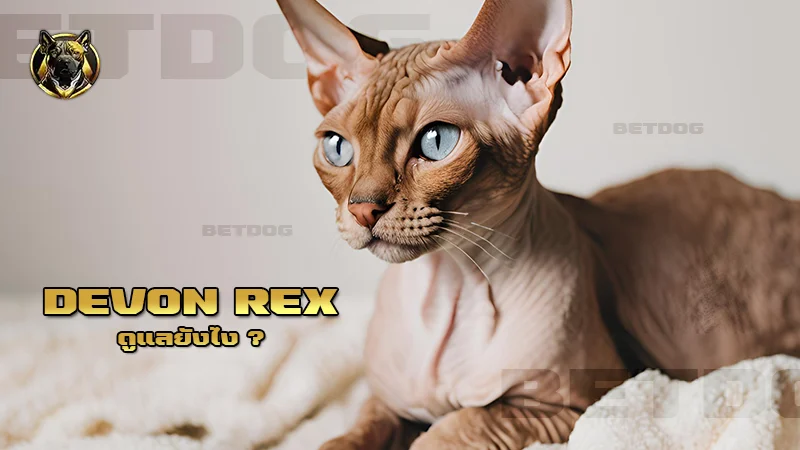 Devon Rex ดูแลยังไง