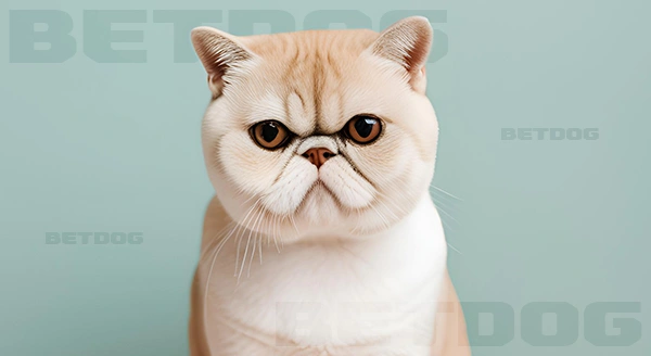 Exotic เลี้ยงยากไหม