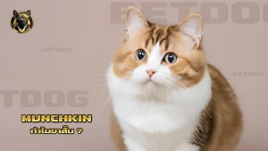 Munchkin ทำไมขาสั้น