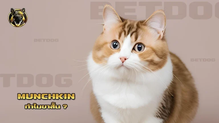 Munchkin ทำไมขาสั้น