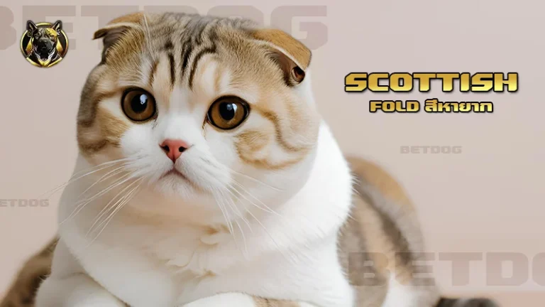 Scottish Fold สีหายาก