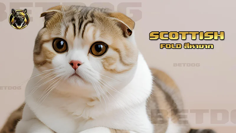 Scottish Fold สีหายาก