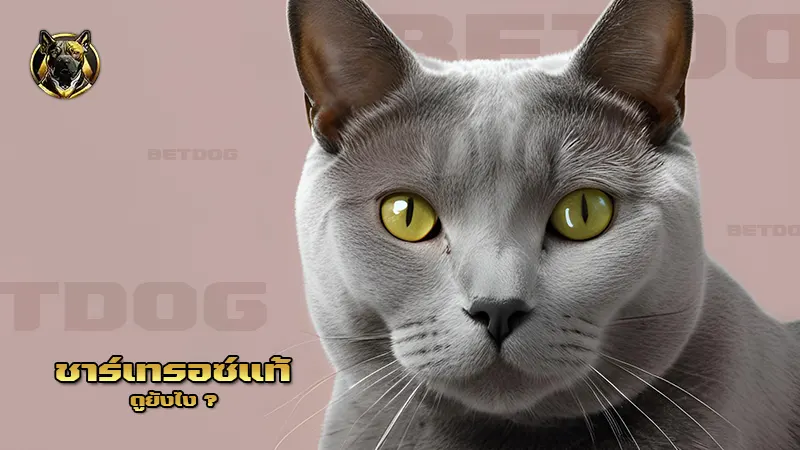 ชาร์เทรอซ์แท้ ดูยังไง