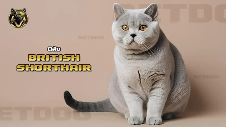 นิสัย British Shorthair