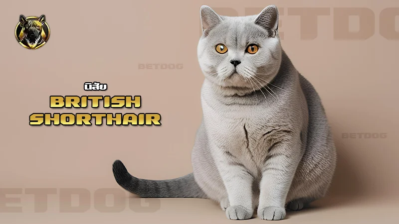 นิสัย British Shorthair