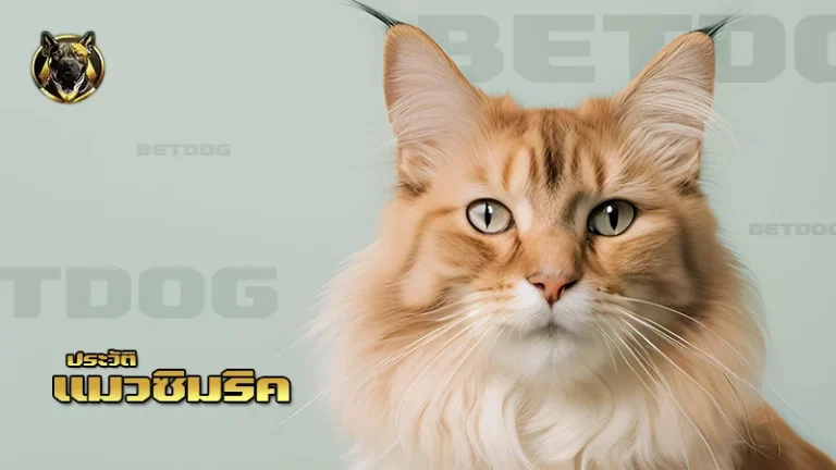 ประวัติ แมวซิมริค