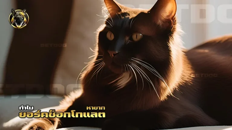 ยอร์คช็อกโกแลต หายาก