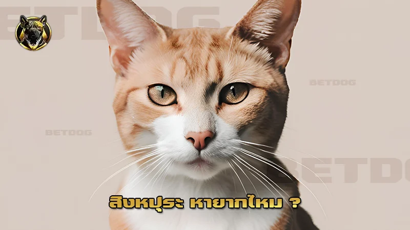 สิงหปุระ หายากไหม