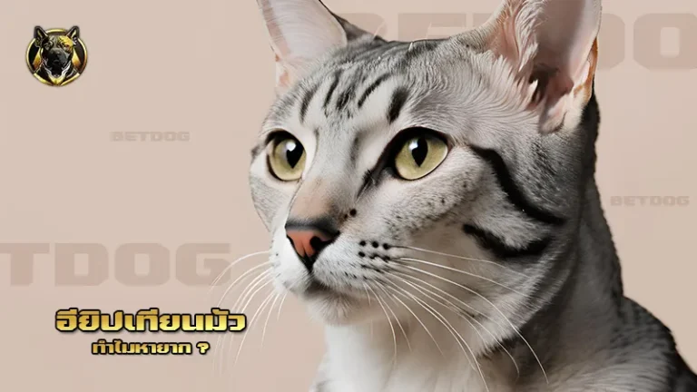 อียิปเทียนมัว ทำไมหายาก