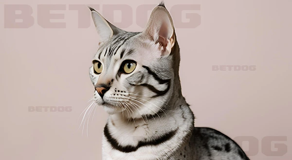 อียิปเทียนมัว ทำไมหายาก