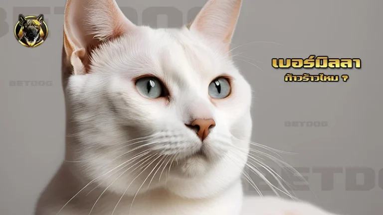 เบอร์มิลลา ก้าวร้าวไหม