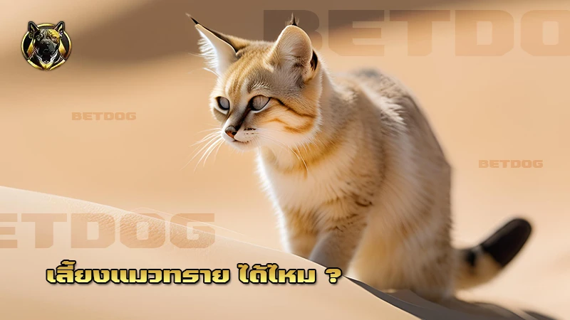 เลี้ยงแมวทราย ได้ไหม