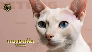 แมวขนสั้น สีพอยต์