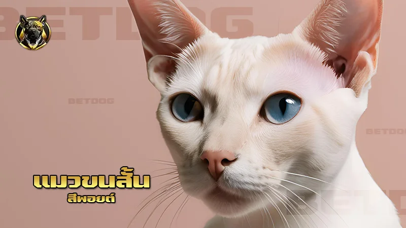 แมวขนสั้น สีพอยต์