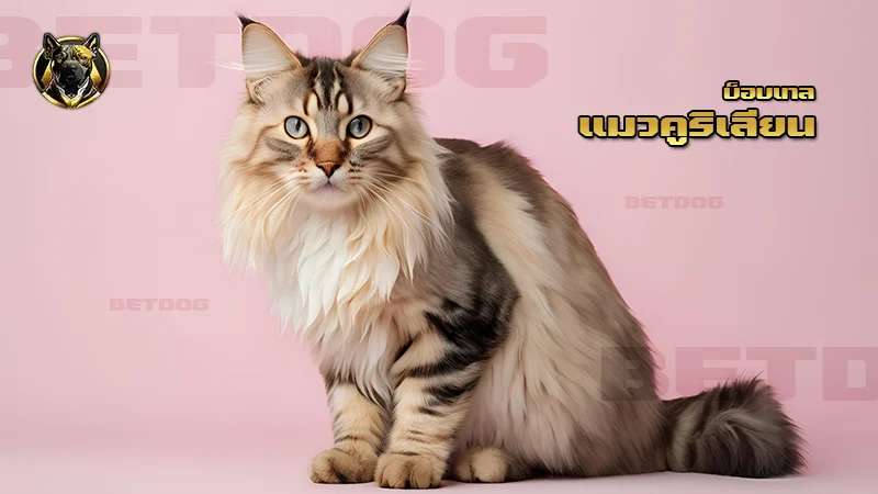 แมวคูริเลียน บ็อบเทล