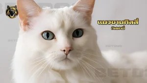 แมวชานทิลลี่ ทิฟฟานี่