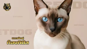 แมวพันธุ์ ท็องกินีส