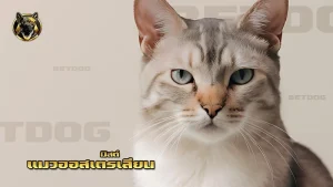 แมวออสเตรเลียน มิสต์