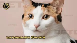 แมวเจแปนนิส บ๊อบเทล