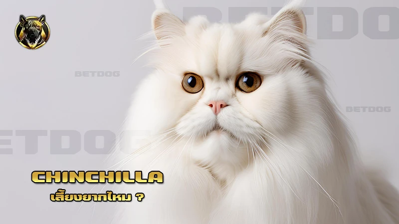Chinchilla เลี้ยงยากไหม