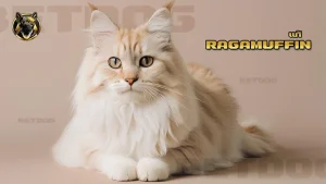 Ragamuffin แท้