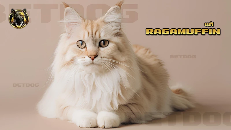 Ragamuffin แท้