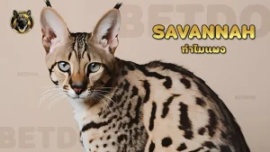 Savannah ทำไมแพง