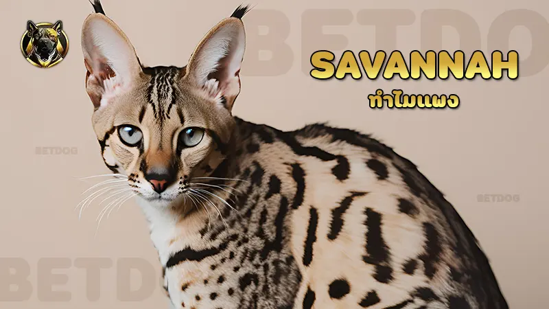 Savannah ทำไมแพง