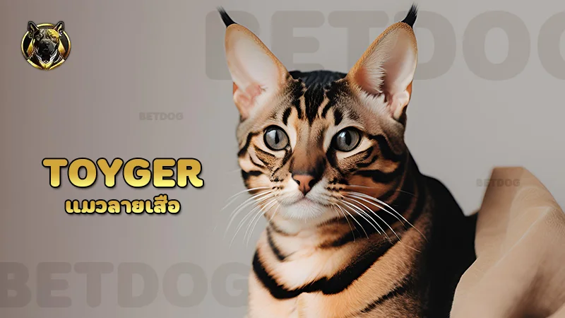 Toyger แมวลายเสือ