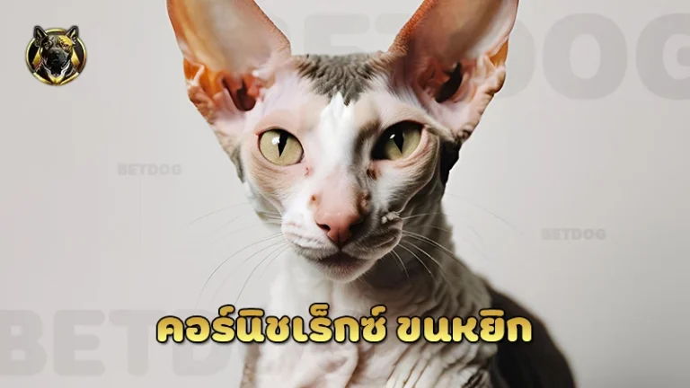 คอร์นิชเร็กซ์ ขนหยิก