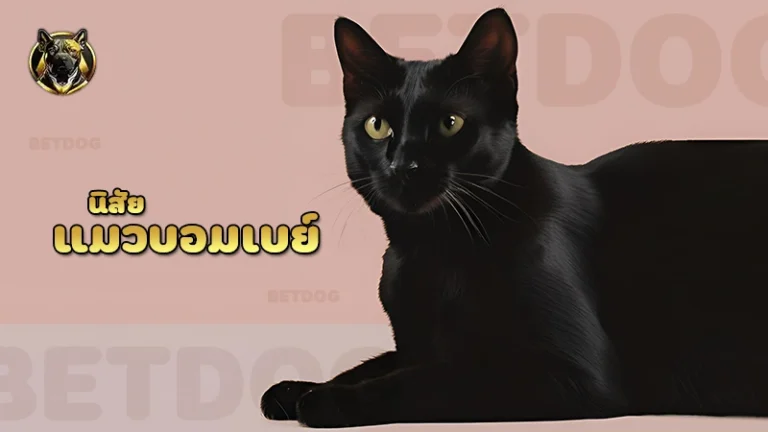 นิสัย แมวบอมเบย์