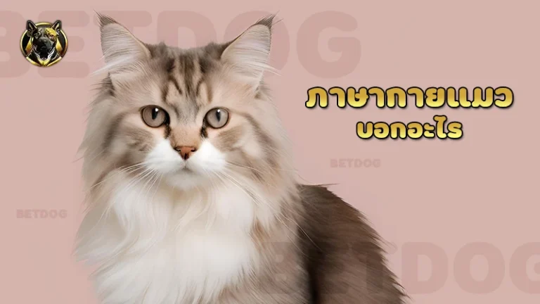 ภาษากายแมว บอกอะไร