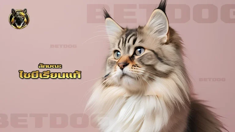 ลักษณะ ไซบีเรียนแท้