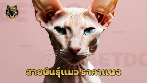 สายพันธุ์แมว ราคาแพง