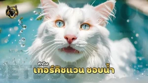 เทอร์คิชแวน ชอบน้ำ