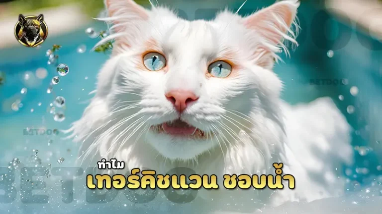 เทอร์คิชแวน ชอบน้ำ