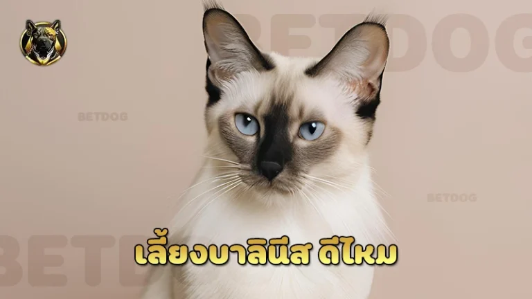 เลี้ยงบาลินีส ดีไหม