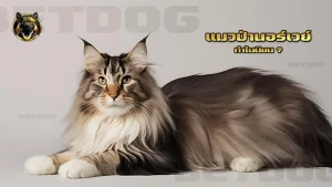 แมวป่านอร์เวย์ ทำไมนิยม