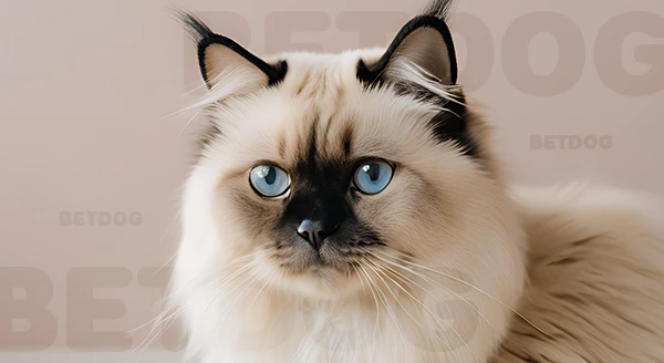 แมวพันธุ์ หิมาลายัน