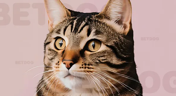 แมวลาย แท็บบี้