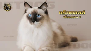 แร็กดอลล์ เลี้ยงยังไง