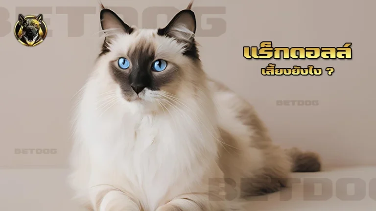 แร็กดอลล์ เลี้ยงยังไง