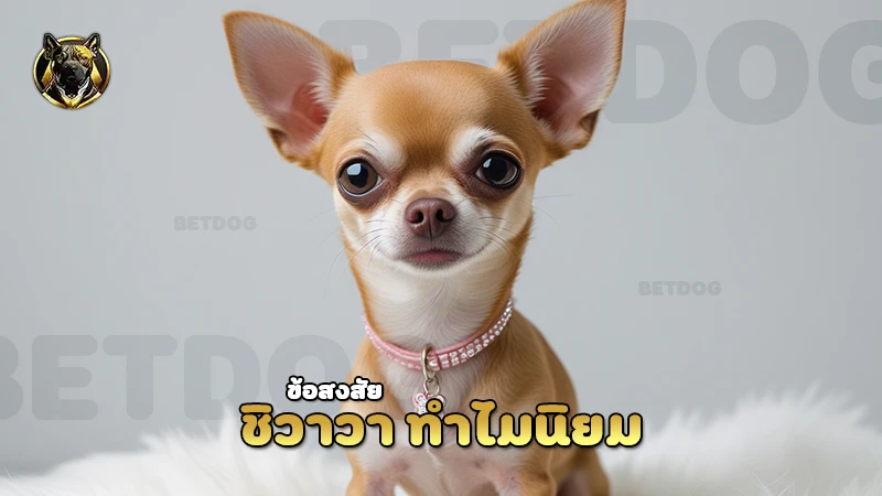 ชิวาวา ทำไมนิยม