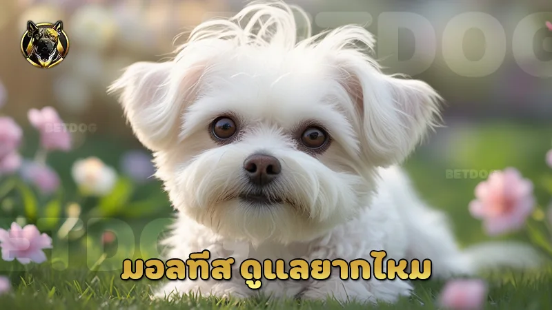 มอลทีส ดูแลยากไหม