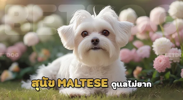 มอลทีส ดูแลยากไหม