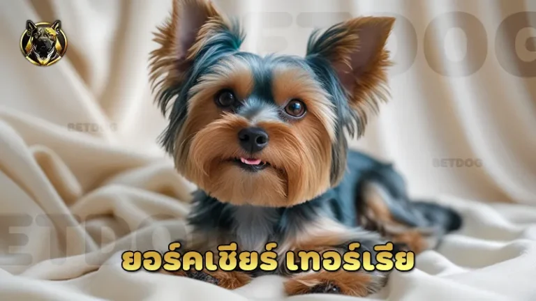 ยอร์คเชียร์ เทอร์เรีย