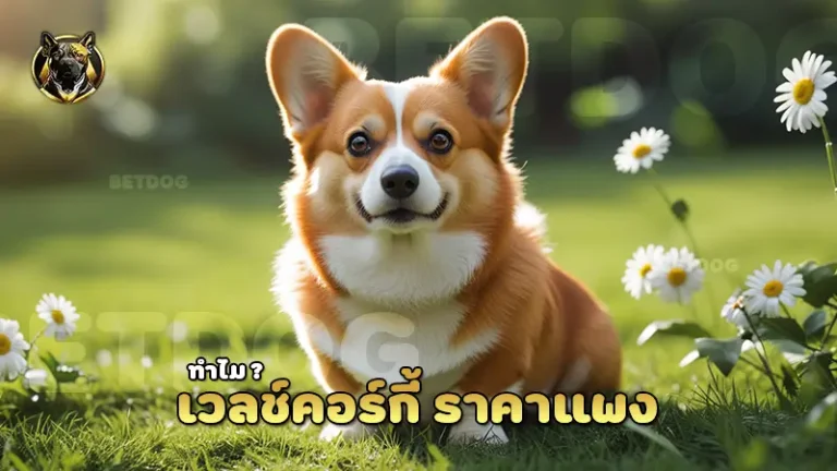 เวลช์คอร์กี้ ราคาแพง