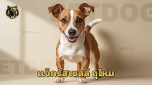 แจ็ครัสเซลล์ ดุไหม