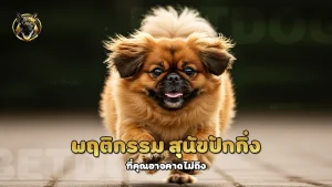 พฤติกรรม สุนัขปักกิ่ง
