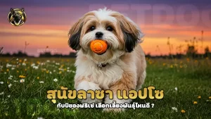 สุนัขลาซา แอปโซ